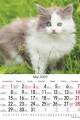 Kociaki_2023-3