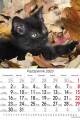 Kociaki_2023-5