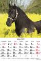 Konie_2023-3
