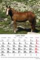 Konie_2023-4