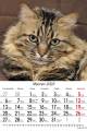 Koty_2023-2