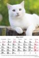 Koty_2023-3