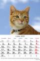 Koty_2023-4