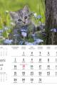 Kociaki_LUX-2023-srodek-4