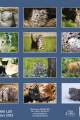 Kociaki_LUX-2023-srodek-6