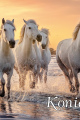 Konie-LUX-2026-cover