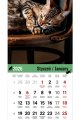 5904257472557_SZESCIOPLANSZOWY-PREMIUM-spirala_koty-srodek